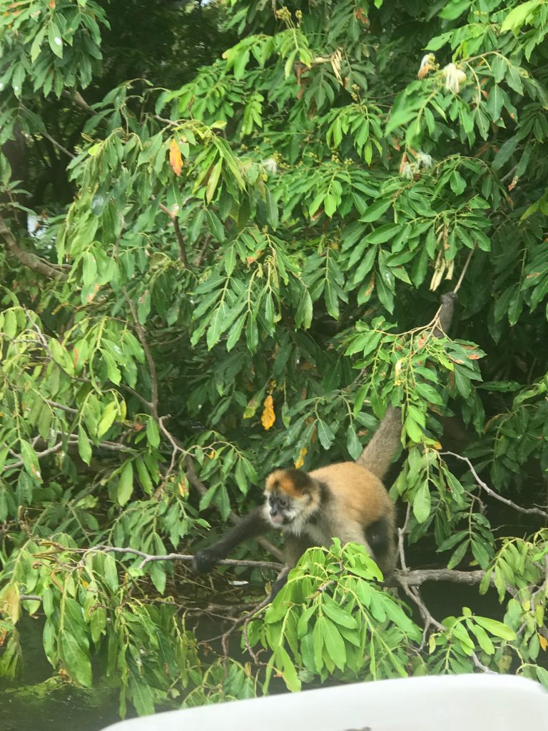 A monkey in the trees I saw on my trip to Costa rica